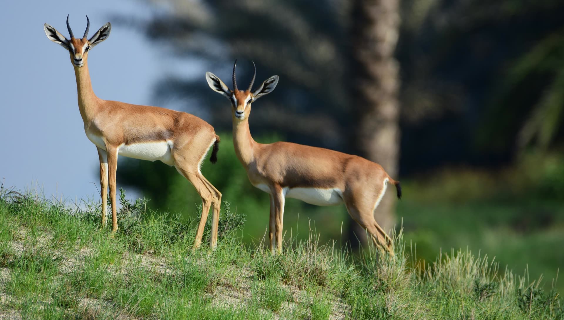 Abu Dhabi's rich biodiversity around the island
